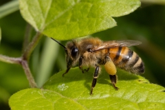 Apis mellifera