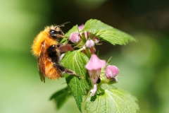 Bombus pascuorum