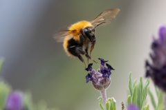 Bombus pascuorum