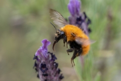 Bombus pascuorum