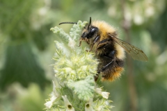 Bombus pratorum