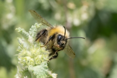 Bombus pratorum