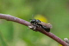 Ceratina cucurbitina