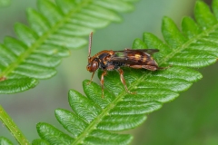Nomada flava