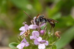 Nomada sp