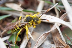 Nomada sp