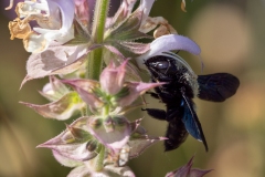 Xylocopa valga