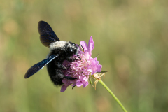 Xylocopa violacea