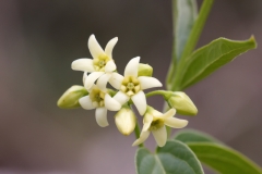 Vincetoxicum hirundinaria