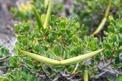 Periploca laevigata