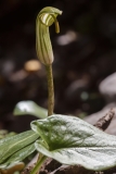 Arisarum vulgare