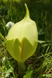 Arum italicum