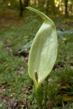 Arum italicum