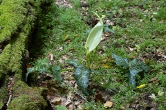 Arum italicum
