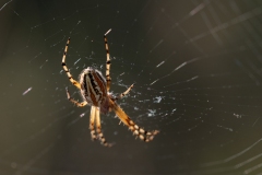 Aculepeira armida
