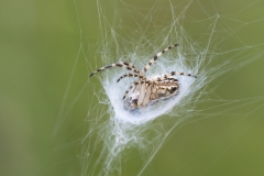 Aculepeira armida