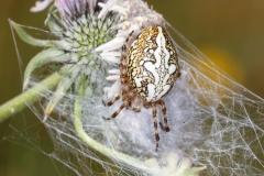 Aculepeira ceropegia