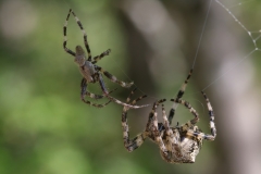 Araneus angulatus