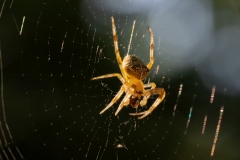 Araneus diadematus