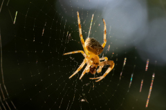 Araneus diadematus