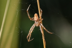 Araneus diadematus