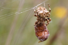 Araneus grossus