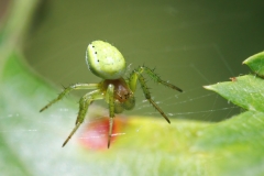 Araniella sp.