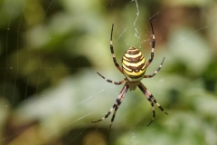 Argiope bruennichi