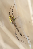 Argiope bruennichi
