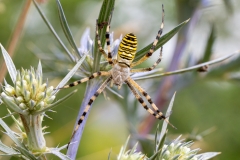 Argiope bruennichi