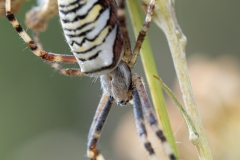 Argiope bruennichi