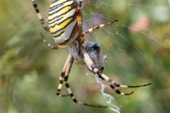 Argiope bruennichi