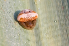 Cyrtarachne ixoides