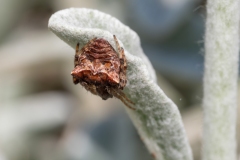 Gibbaranea bituberculata