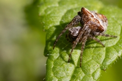 Gibbaranea bituberculata
