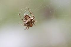 Gibbaranea sp