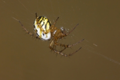 Mangora acalypha