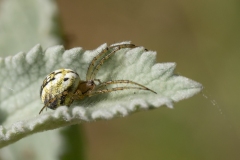 Mangora acalypha