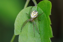 Mangora acalypha