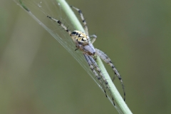 Neoscona adianta