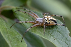 Neoscona adianta