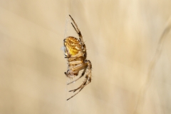 Neoscona byzanthina