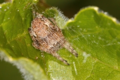 Nuctenea sp
