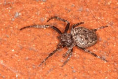 Nuctenea umbratica