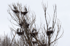 Ardea cinerea