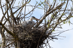 Ardea cinerea