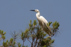 Egretta garzetta