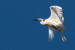 Egretta garzetta