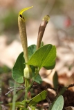 Aristolochia lutea