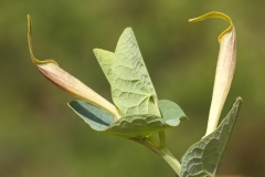 Aristolochia lutea